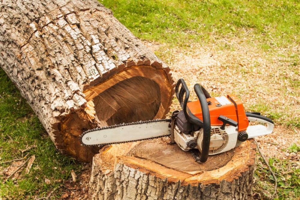 Tăieri ilegale de arbori în capitală. În următoarele săptămâni, responsabilii din cadrul primăriei vor efectua raiduri prin oraş